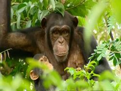 CU Chimpanzee mother and young resting in tree Stock Footage