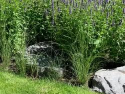 MS View of Salvia grass  / Koblenz, Rhineland-Palatinate, Germany Stock Footage