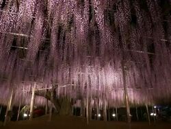 Beautiful wisteria light up Stock Footage