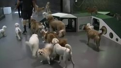 Los Angeles see a boom in probiotic foods for pets News Clip