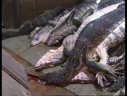 THAILAND: POLICE RAID BACKSTREET SLAUGHTERHOUSE (V) News Clip