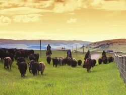 Cowgirls and Cowboys herding cattle Stock Footage