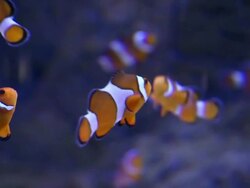 CU Clown fish in tank in aquarium / Western Cape, South Africa Stock Footage
