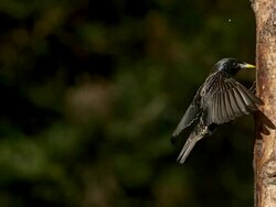 Common Starling, sturnus vulgaris, Adult flapping Wings on Tree Trunk,  Slow motion Stock Footage