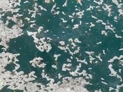 Seawater pollution Stock Footage