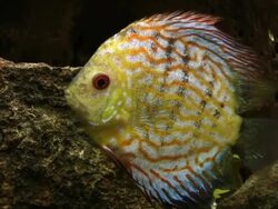 Fish, Pigeon Blood Discus, Symphysodon spp., HD Stock Footage