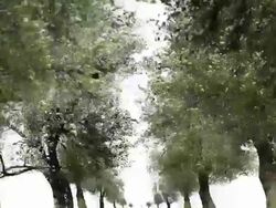OLD PEAR TREES: CLOSE - MOVING IN. WHITE BACK (loop) Stock Footage