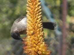 bulbul Stock Footage