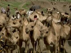Ethiopian camel market Stock Footage