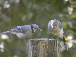 CU Shot of Adult and juvenile blue jays eating seeds top stump another blue jay attempts to join in from below Stock Footage
