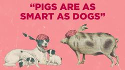 Why Do People Have Pets? Instructional Video