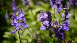 Beautiful lavender top and industrial products such as soaps, skin care cream. Stock Footage
