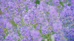 lavender flowers in a meadow Stock Footage