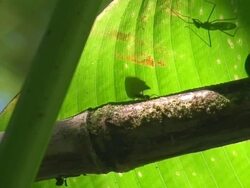 Atta ants working under pressure!! Stock Footage