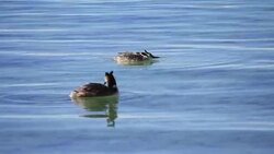 Grebes in the lake Stock Footage