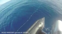 Crews Free Entangled Humpback Whale Near Maui Instructional Video