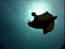 Mediterranean, Nudibranch species (currently unidentified) swimming. Silhouette to BCU. Stock Footage