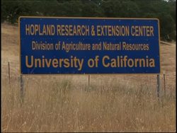 US winemakers give sheep a free lunch News Clip