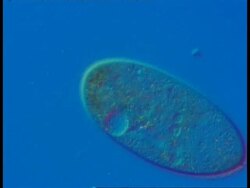 CU microscopic view of Ciliate protozoan, blue background Stock Footage