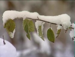 Branch with Leaves in Winter Stock Footage