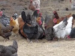 Flock of Noisy Chickens Stock Footage
