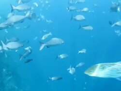 Underwater bliss Stock Footage