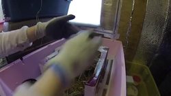 The Hedgehog Hogspital | Maddie Moate Instructional Video