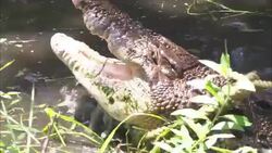 A rope lassos an alligator. Stock Footage