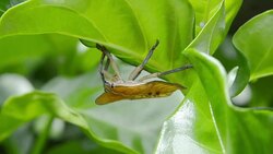 TESSARATOMID Tuesday or BALI STINK BUG Stock Footage