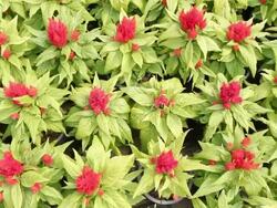 Flower in the garden Stock Footage