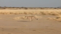 A cheetah runs fast through the dry savanna. Stock Footage