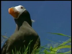 CU low angle puffin preparing to take off, Arctic circle Stock Footage