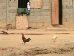 MS Shot of Small primitive village street with chickens pecking around and rooster lying down / Near Ou river, Luang Prabang, Laos Stock Footage