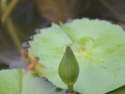 yellow dragonfly grudge flying away from the lotus bud reluctantly. Stock Footage