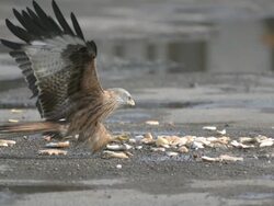 Red Kite (Milvus milvus) flies down to scavenge food, close up. Kites from Spain were releasRed in the Chilterns by the RSPB and English Nature between 1989 and 1994. Their reintroduction has been very successful; they startRed breReding in 1992 and there Stock Footage