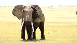 Very Dangerous Condition at Wildlife with Mother and baby elephant Stock Footage