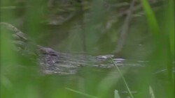 An alligator backs away from seagrass in a Florida swamp. Stock Footage