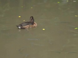 Duck swimming in the pool. Stock Footage