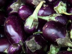Fresh Organic Indian Eggplant, Aubergine, Brinjal Stock Footage