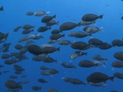 School of Pale Surgeonfish (Acanthurus mata) swimming in the blue, profile, Vaavu Atoll, The Maldives Stock Footage