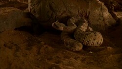A sidewinder snake coils near rocks and strikes at a mouse. Stock Footage