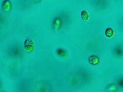ECU Shot of Chlamydomonas (Chlamydomonas is used as model organism for molecular biology, especially studies of flagellar motility and chloroplast dynamics, biogenesis, and genetics) / Newcastle Emlyn, Ceredigion, United Kingdom Stock Footage