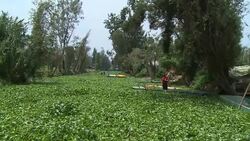CLEAN : A peaceful life on the waters of Mexico's Xochimilco canal News Clip