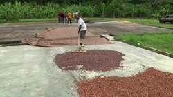 Cacao farmers accuse gvt of making exports difficult News Clip