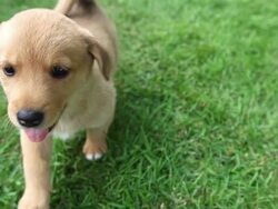 Little puppy runs Stock Footage