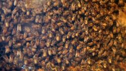 Pheromones Instructional Video