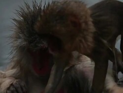 MS Snow Monkeys (Japanese Macaque) in Hot Spring / Jigokudani, Nagano, Japan Stock Footage