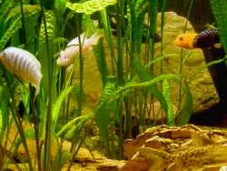 Aquarium Stock Footage