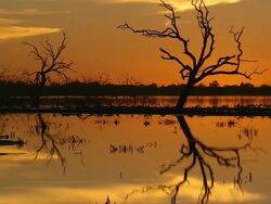 WS Tree reflection on water at sunset / Menindee, New South Wales, Australia Stock Footage