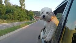 Puppy sticking head out of a moving car Stock Footage